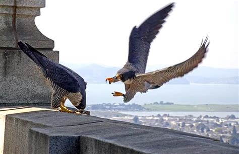 The saga of Annie, UC Berkeley’s peregrine falcon